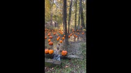 Pumpkin Park