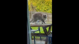 Stuck Leaf Confuses Spinning Cat