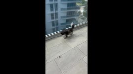 Shih Tzu Prances In The Breeze
