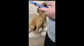 Interacting with local pyramid dogs. Shook hands with one of them.