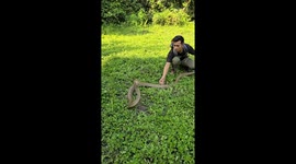 Playing With a Big King Cobra