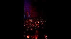 Jack O'Lantern Forest