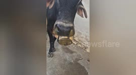 Cow gets its mouth stuck in food tin