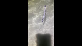 Rare sea creature shaped like a toothbrush baffles beachgoers