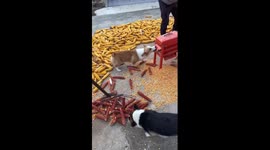 Pet Corgi helps farmer harvest corn in China
