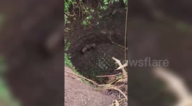 India: Female Hyena rescued from 40-foot well in India after 5-hour operation