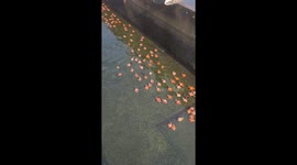 Chubby school of goldfish swim in canal