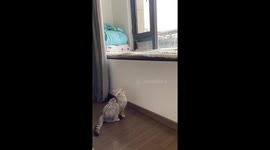 Cat struggles to jump onto window sill in Jiangsu, China