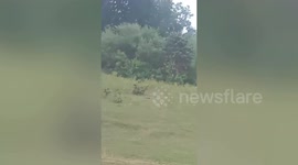 Leopard pounces on friends as they eat picnic in India