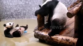 Russia: Adorable Moment Giant Panda Cub Playfully Fights With Mum