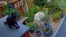 Video shows moment cat misses daring leap and clings onto shed roof