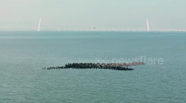 China's Shenzhen Bay welcomes migratory birds for stopover