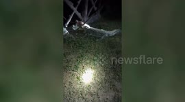 Forest department captures 7-foot crocodile after 15-day search in central India, bringing relief to villagers