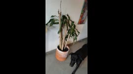 POV: You Adopt a Colombian Dog That Doesn't Understand English