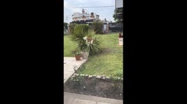 Pets playing on grass in Emilia, Italy
