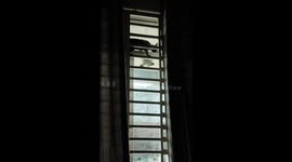 Mother cat comes to the rescue of kitten trapped in window grills