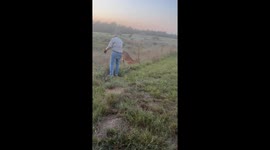 Man Helps a Deer Stuck on a Fence