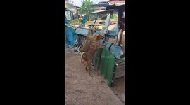 All bark! Pet dogs yap at each other across fence... instead of simply walking around
