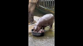 Moo Deng sits basin blocking her mum from eating food