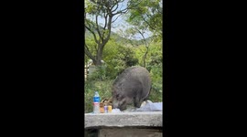 Wild boar tucks into family's picnic