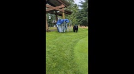 Terrified golfer screams as black bear charges