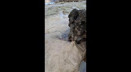 Dog octopus