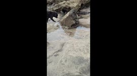 dog octopus 2