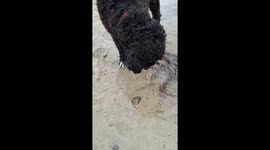 Octopus meeting Sherlock, the Portuguese Water Dog