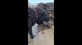 octopus chasing and touching Sherlock, the Portuguese Water Dog,