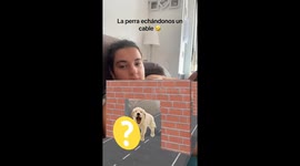 Dog Helps Woman With Game