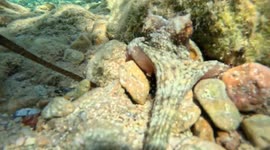 Octopus grabs hold of camera and try’s to pull it into its crevice