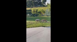Great Dane Puppy Plays With Friendly Pig