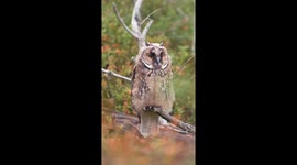 Young Long-Eared Owl Prepares for Flight