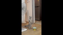 Pet cat standing on hind legs looks like curious meerkat