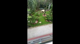 Three pet cats curl up in perfect triangle for afternoon nap