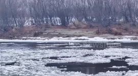 Swan stranded on frozen lake rescued in Russia