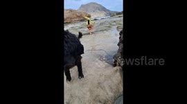 Curious dog named Sherlock investigates octopus on beach on Porto Santo