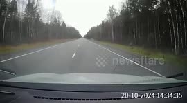 Russia: Fuelish Elk Escapes After Driver Brakes Suddenly As It Runs Into Road