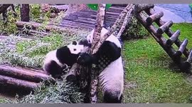 Russia: Panda Gets Her Bum Stuck Between Tree Branches While Playfully Chasing  After Her Cub