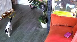 Chinese cat alerts owner to water leak