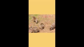 World's largest rodent gives birth to quintuplets in China's Kunming