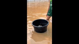 Cat rescued in flood waters in Chiang Mai, Thailand