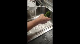 Parrot persistently plays in sink while owner washes utensils in Taranto, Italy