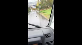 Tortoise rescued from road in Otaru, Japan