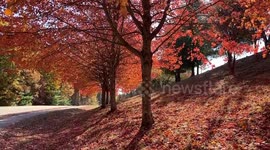 US: Fall Foliage Peaks In Parts Of Massachusetts