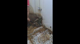 Ant colony discovered Inside bathroom wall in San Vicente, Colombia