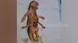 Kitten born with four ears and eight legs amazes locals in Thailand