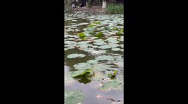 Little grebe runs across lotus leaves in China