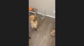 Tossed Treat Bounces Off Golden Retriever Puppy's Head