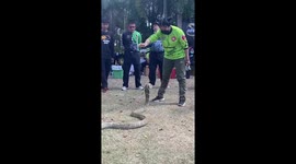 Female snake catcher stays ice-cool while subduing king cobra